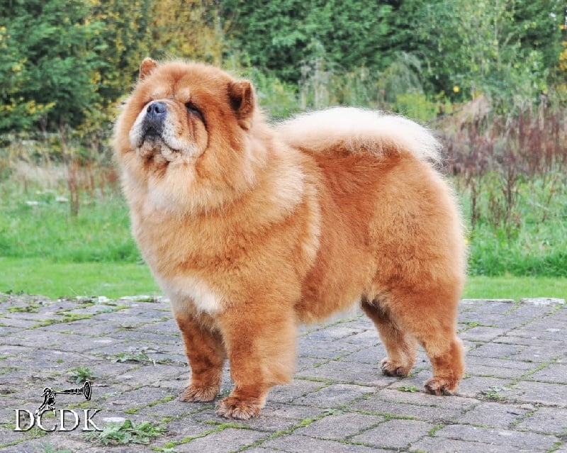 Publication : du chemin des korrigans Auteur : DCDK