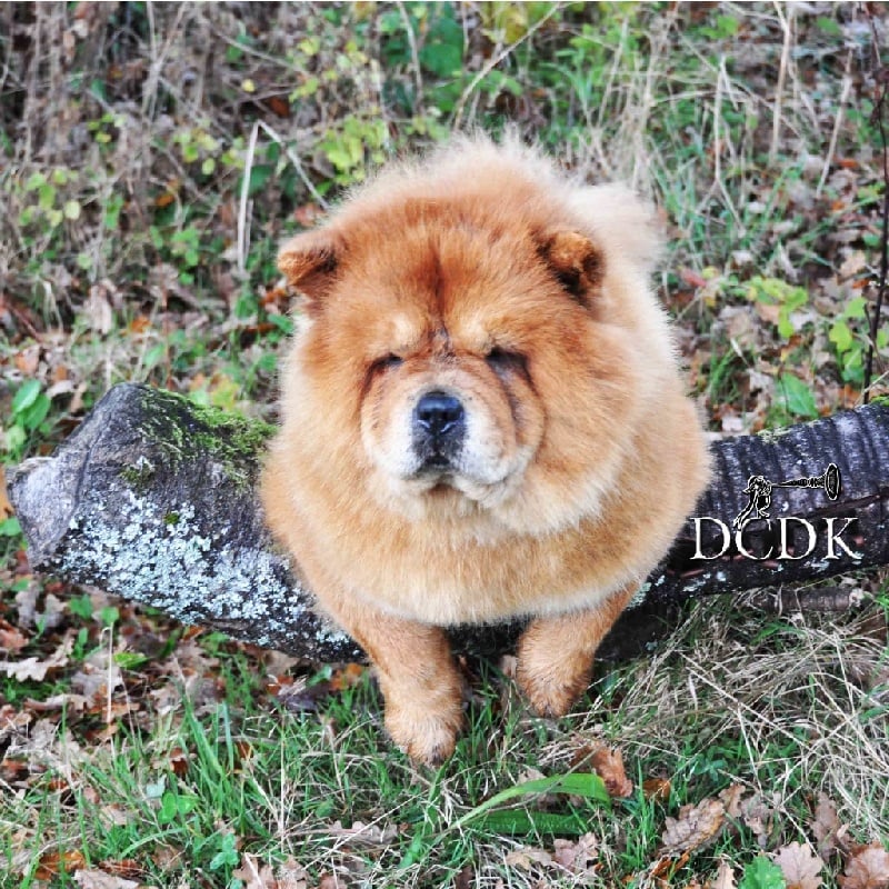 Publication : du chemin des korrigans Auteur : DCDK