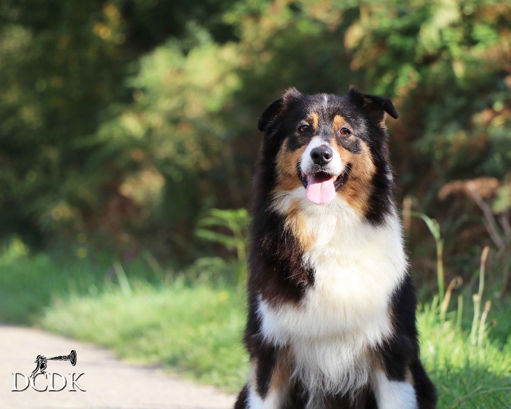 Publication : du chemin des korrigans Auteur : DCDK