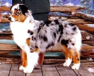 Publication : du chemin des korrigans Auteur : Terwin