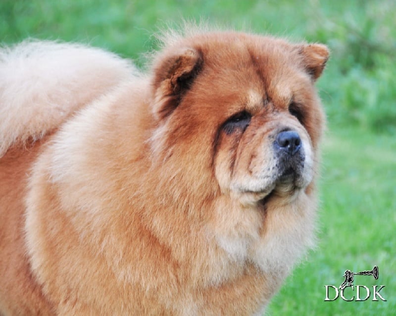 Publication : du chemin des korrigans Auteur : DCDK