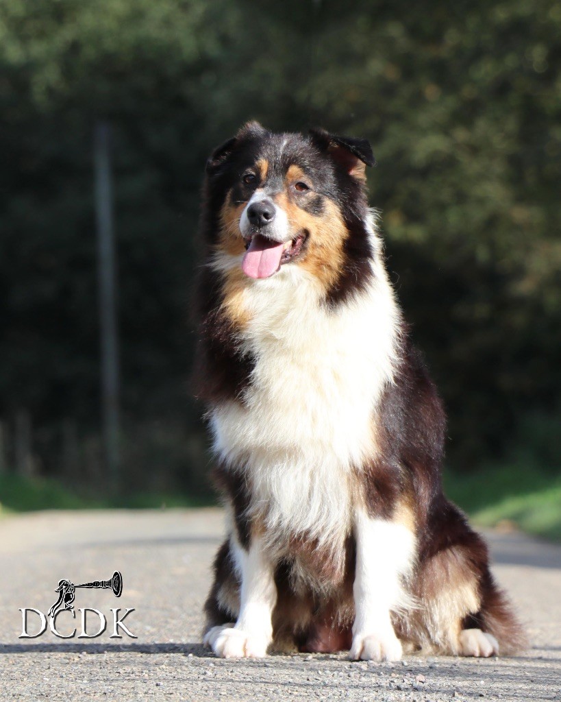 Publication : du chemin des korrigans Auteur : DCDK