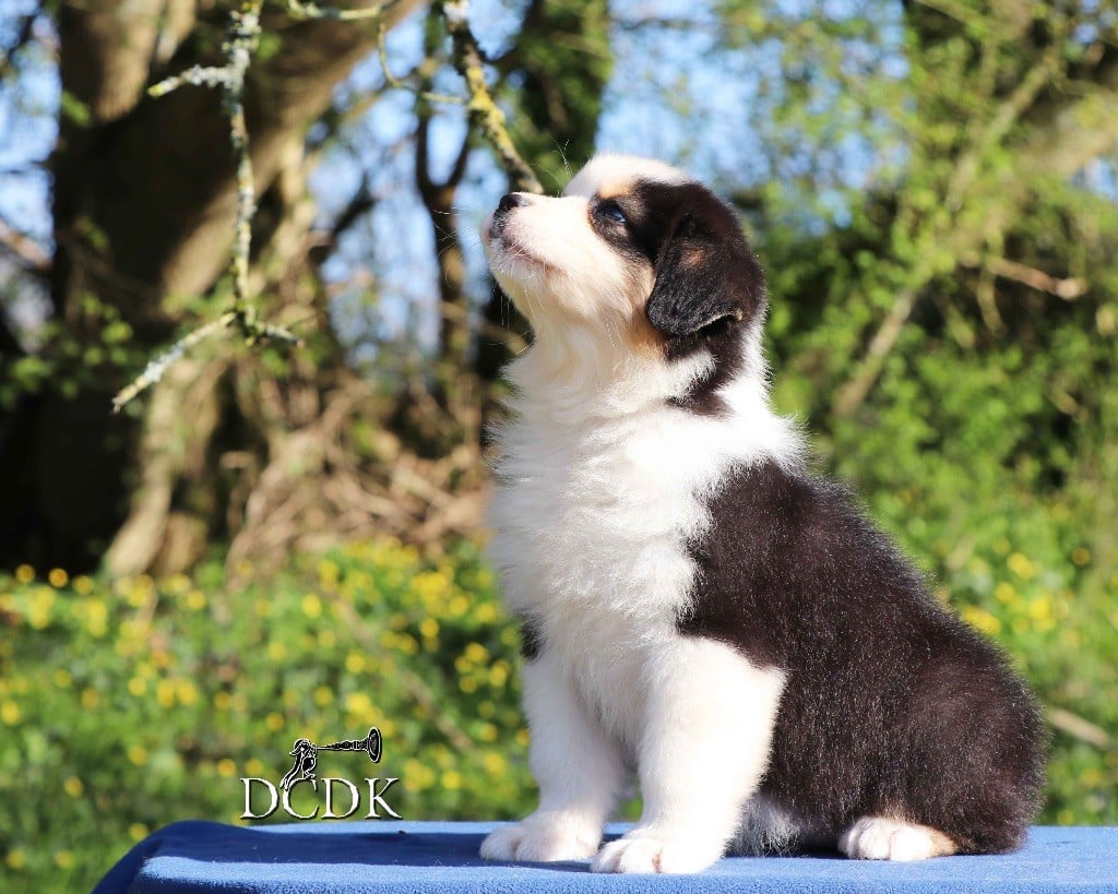 Publication : du chemin des korrigans Auteur : DCDK