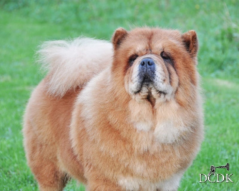 Publication : du chemin des korrigans Auteur : DCDK