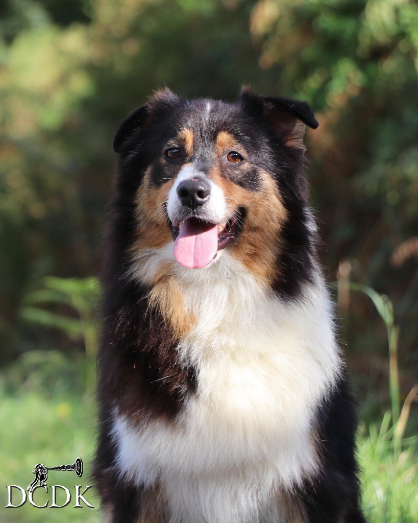 Publication : du chemin des korrigans Auteur : DCDK