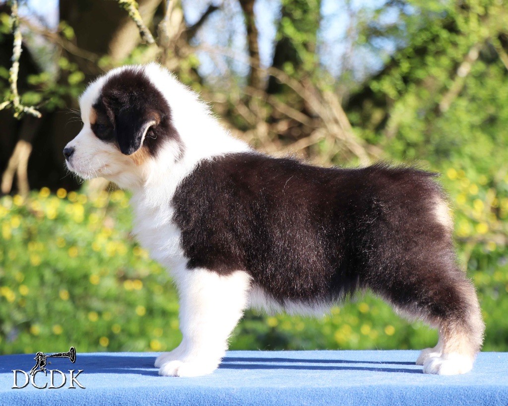 Publication : du chemin des korrigans Auteur : DCDK