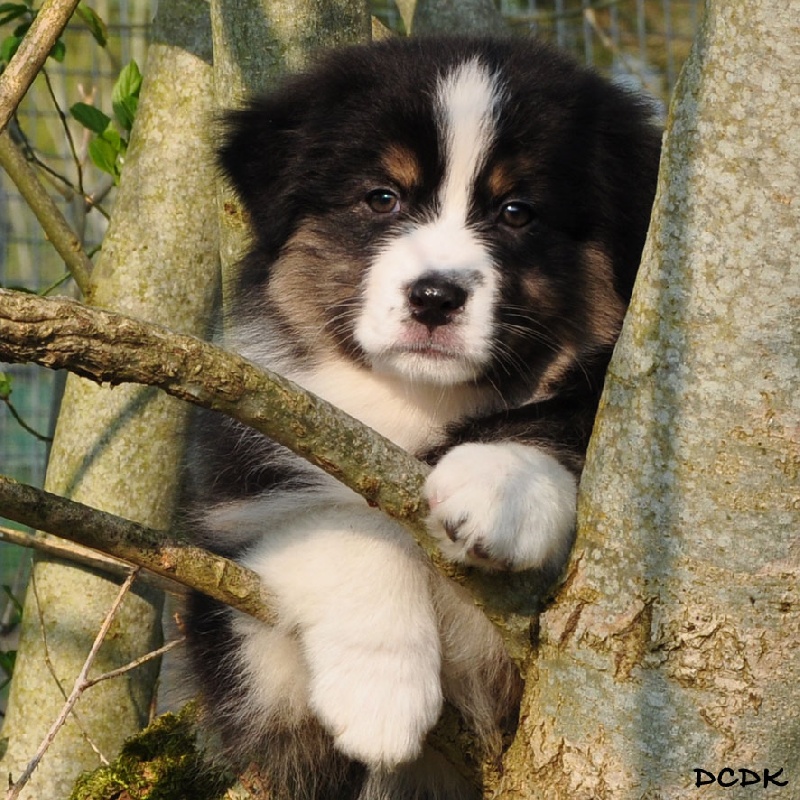 Chiot Elevage Du Chemin Des Korrigans Elevage De Berger