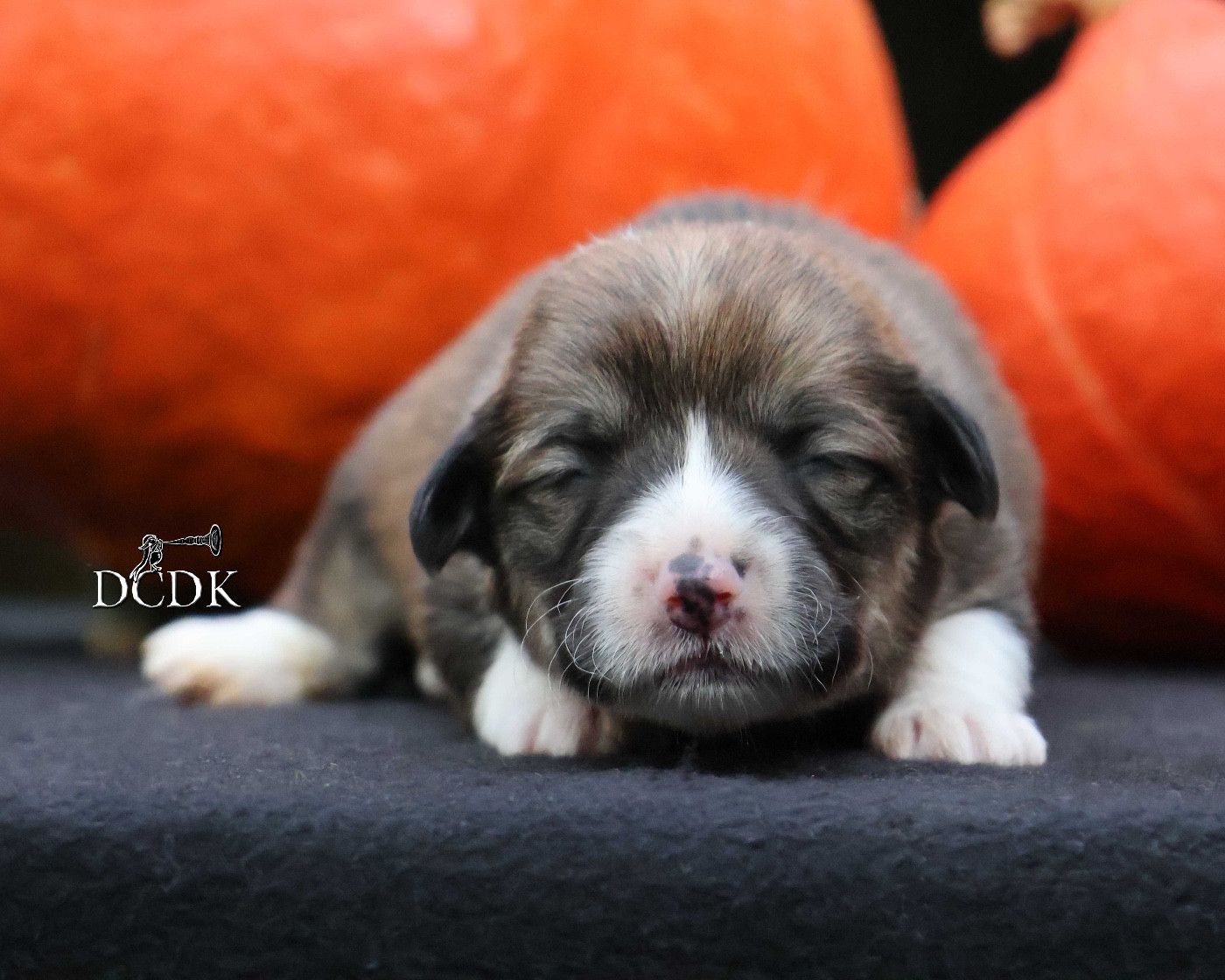 A'Halloween Harvest Moon