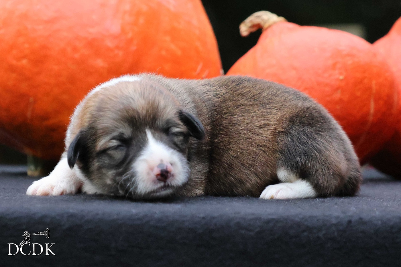 A'Halloween Harvest Moon