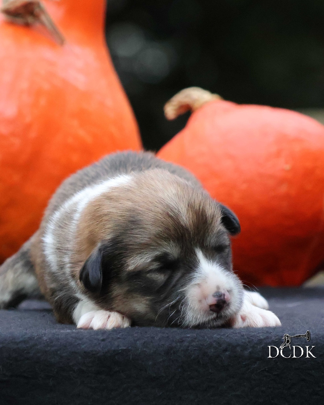 A'Halloween Harvest Moon