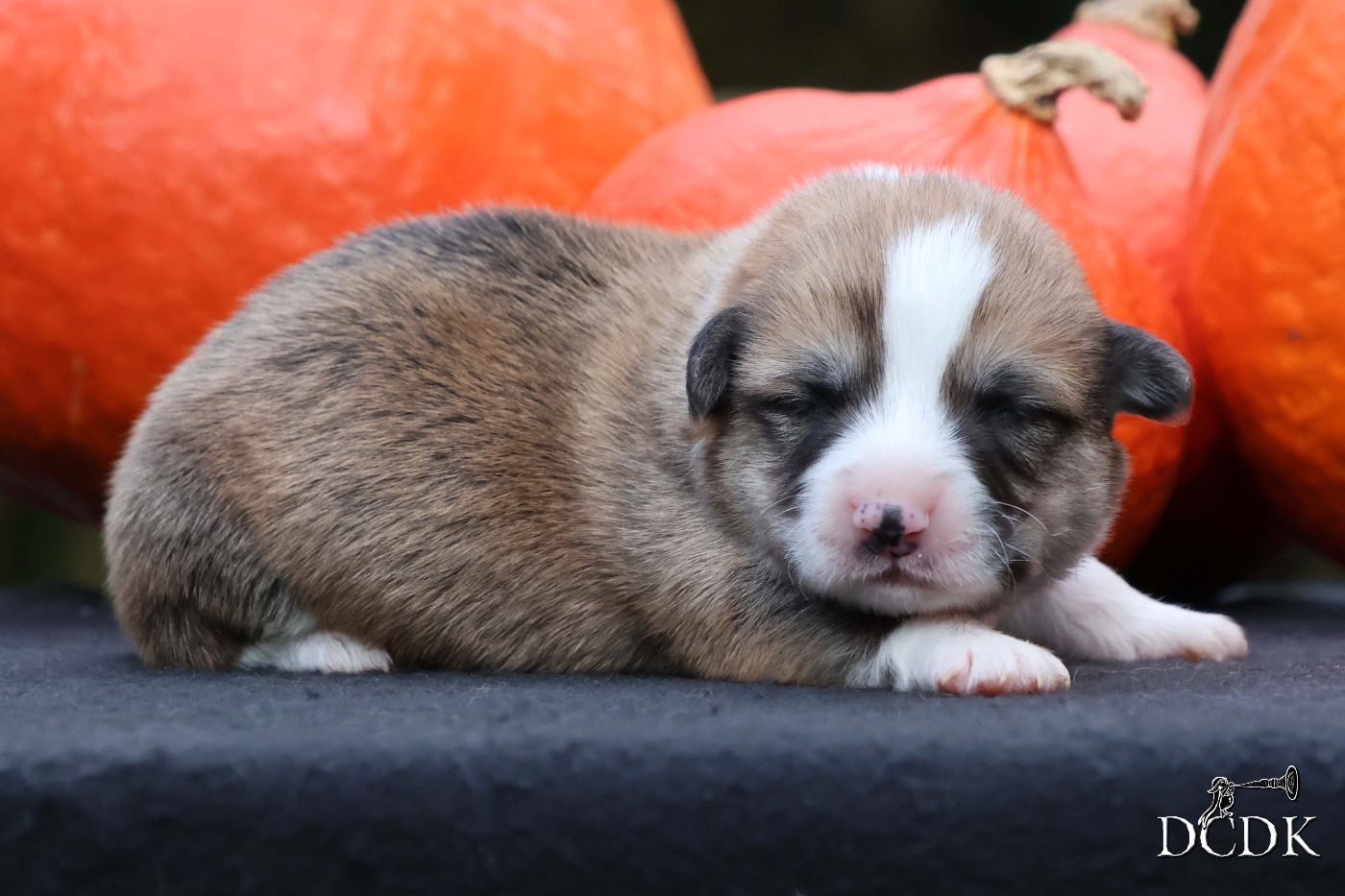 A'Hallloween Jack-O'-Lantern