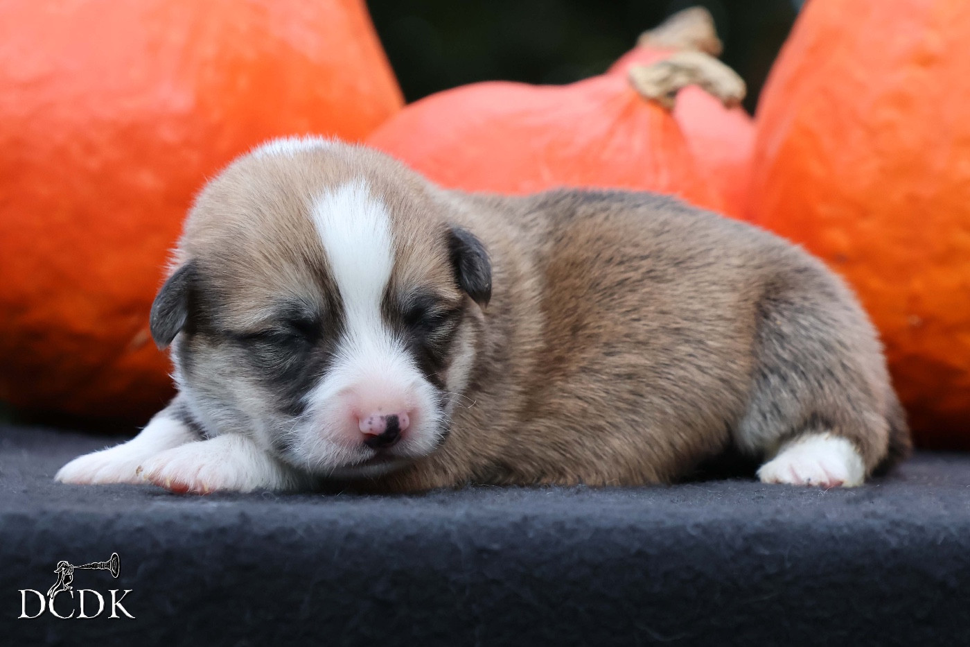 A'Hallloween Jack-O'-Lantern