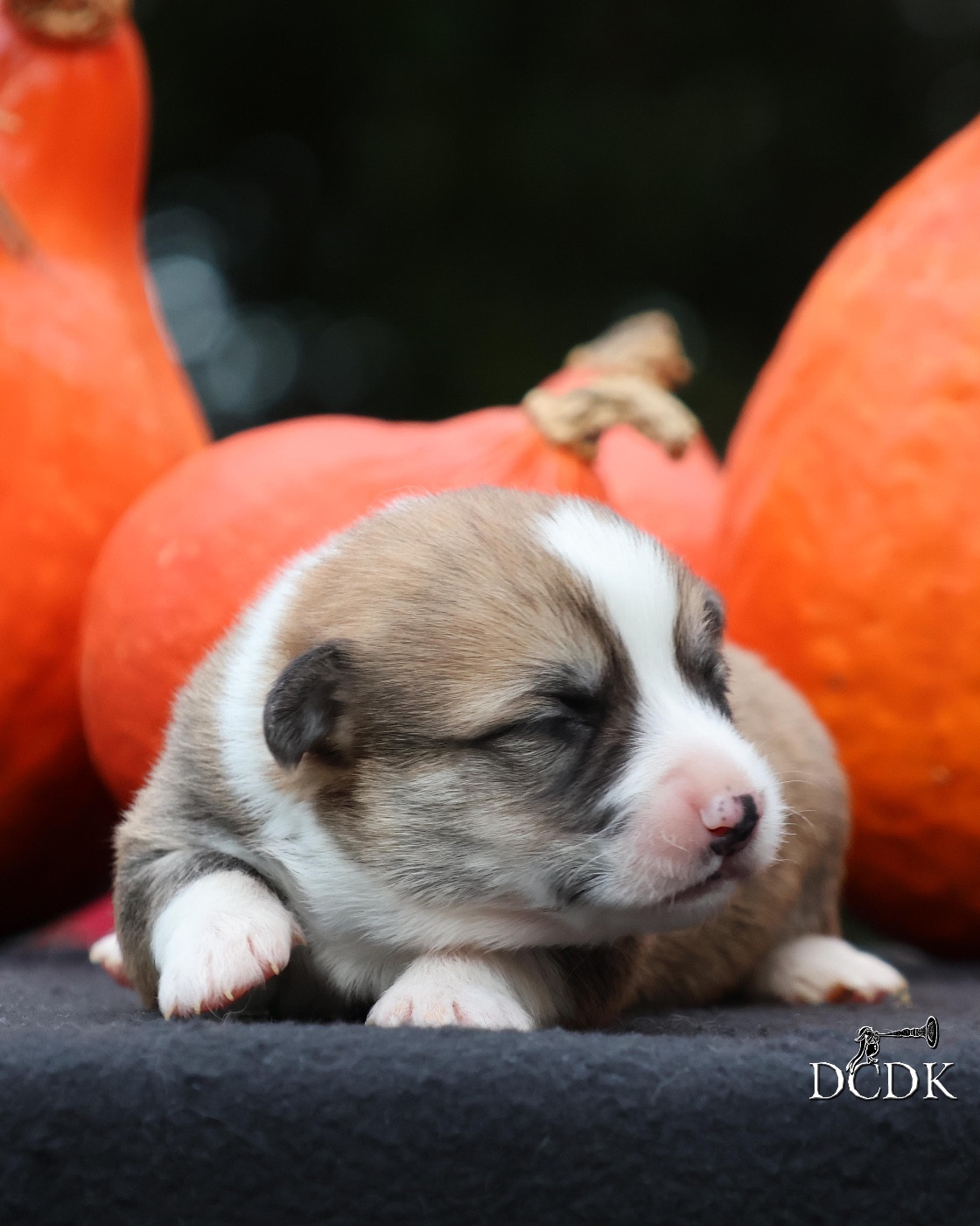 A'Hallloween Jack-O'-Lantern