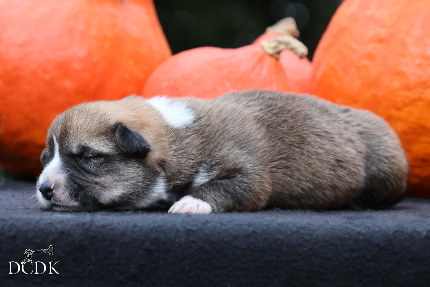 A'Hallloween Trick Or Treat