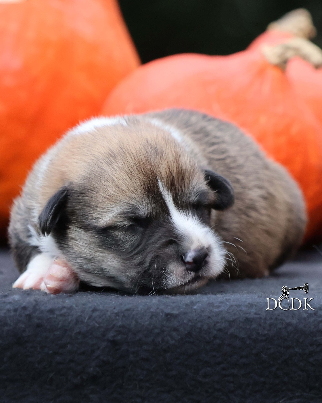 A'Hallloween Trick Or Treat