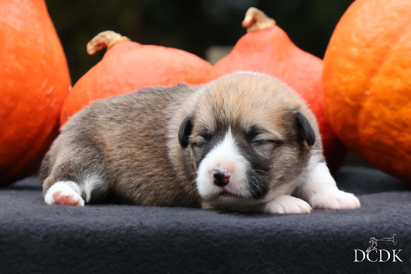 A'Hallloween Under A Spell