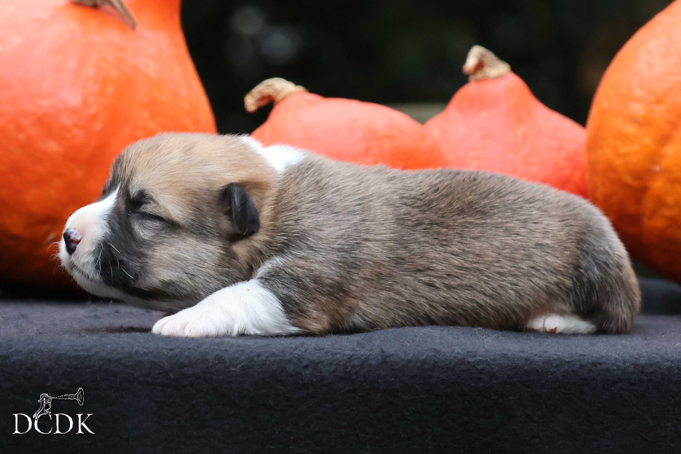 A'Hallloween Under A Spell