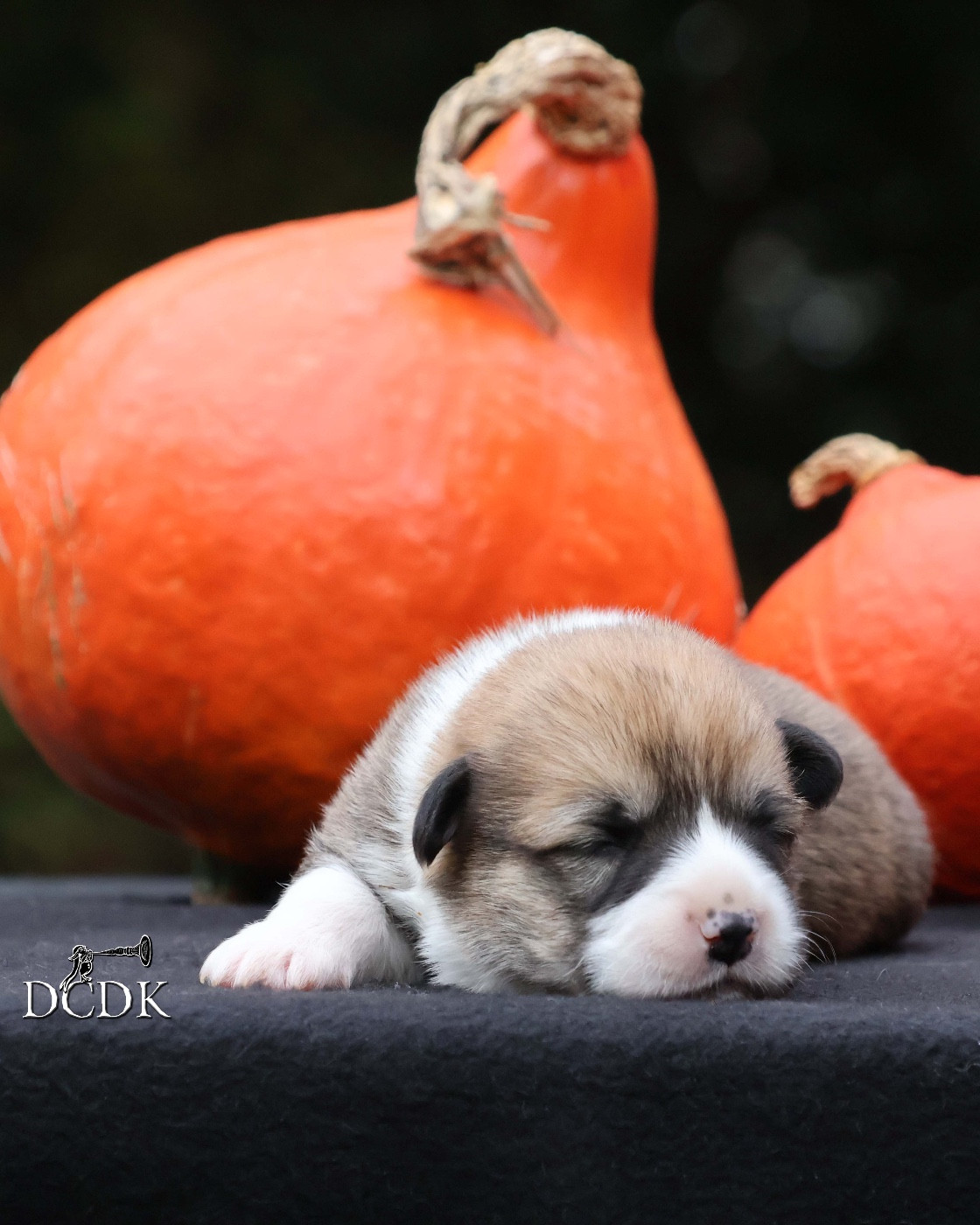 A'Hallloween Under A Spell