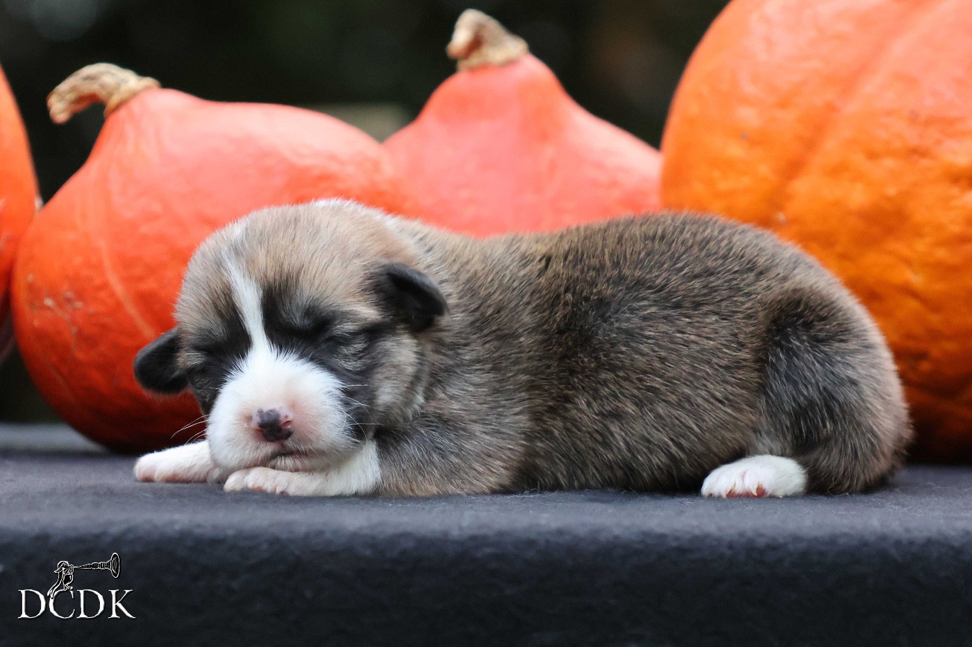 A'Halloween Witching Hour