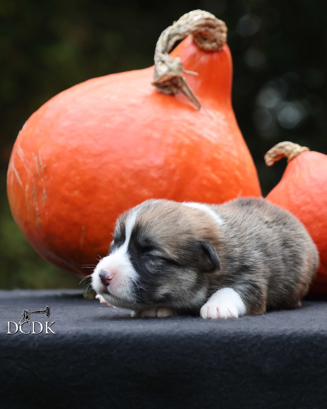 A'Halloween Witching Hour