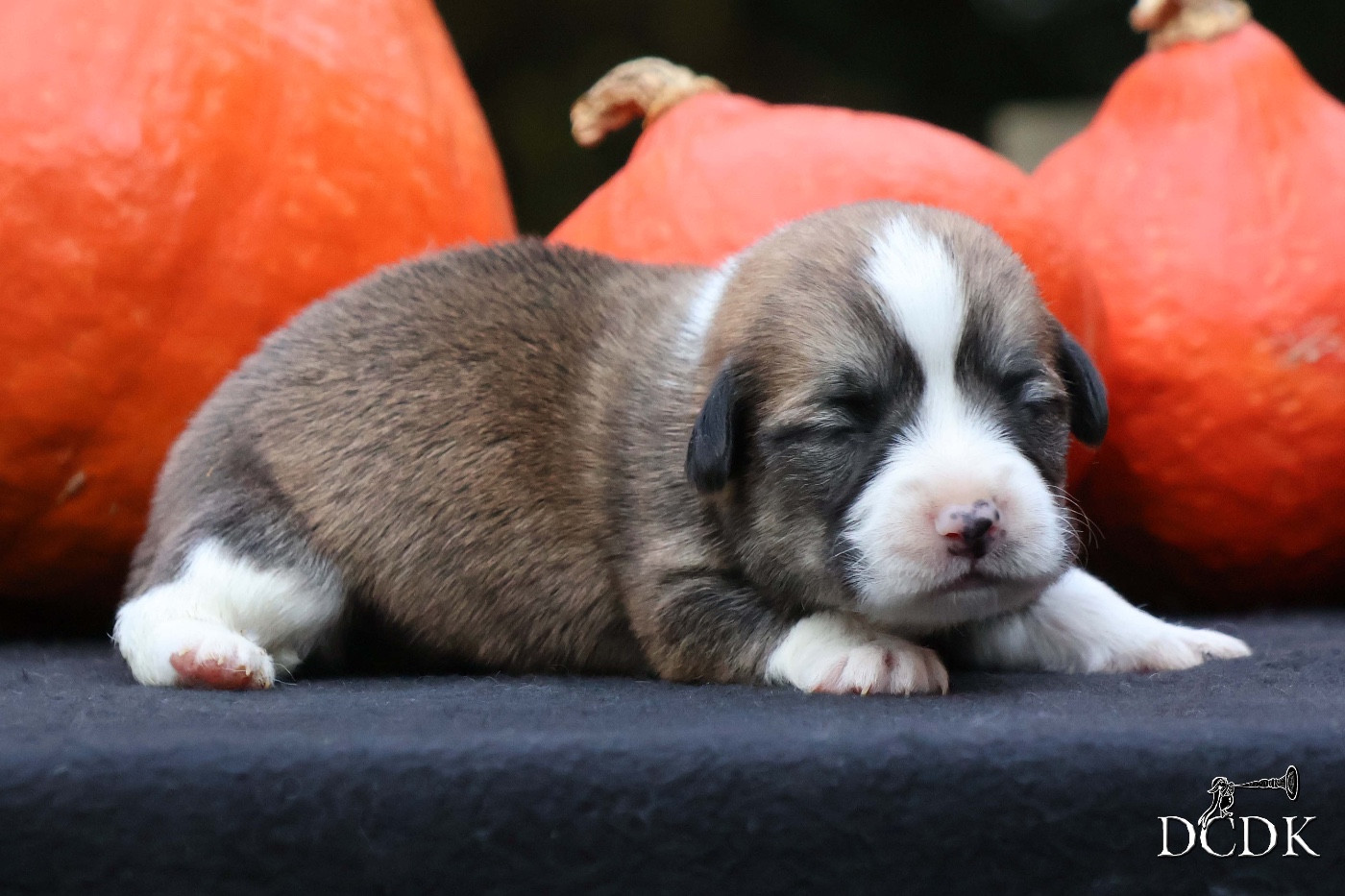 A'Halloween Apple Bobbing