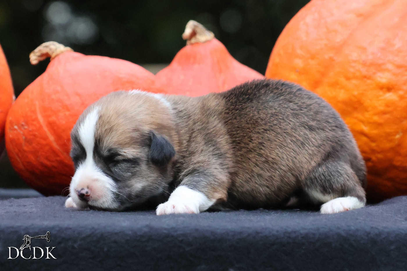 A'Halloween Apple Bobbing