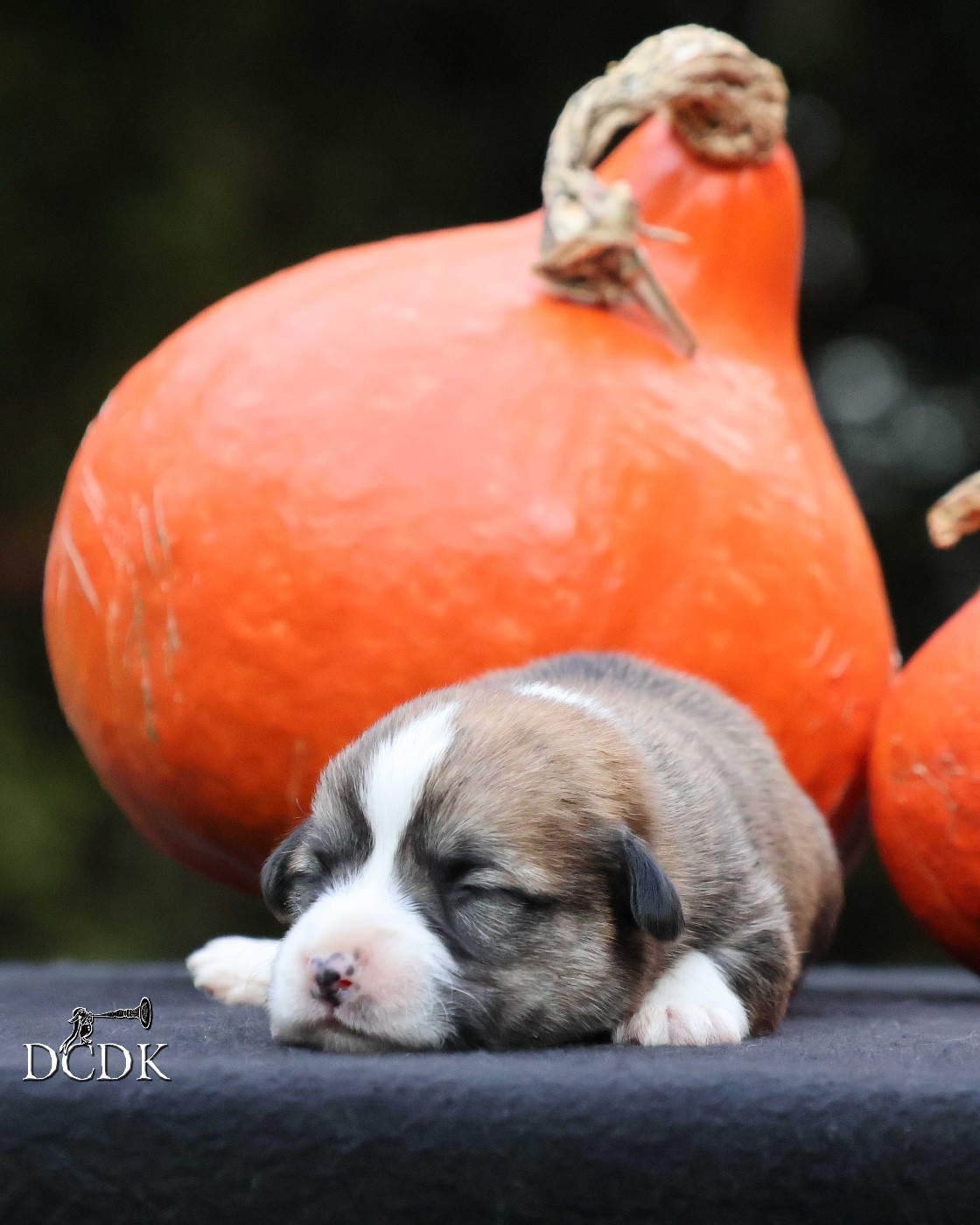 A'Halloween Apple Bobbing