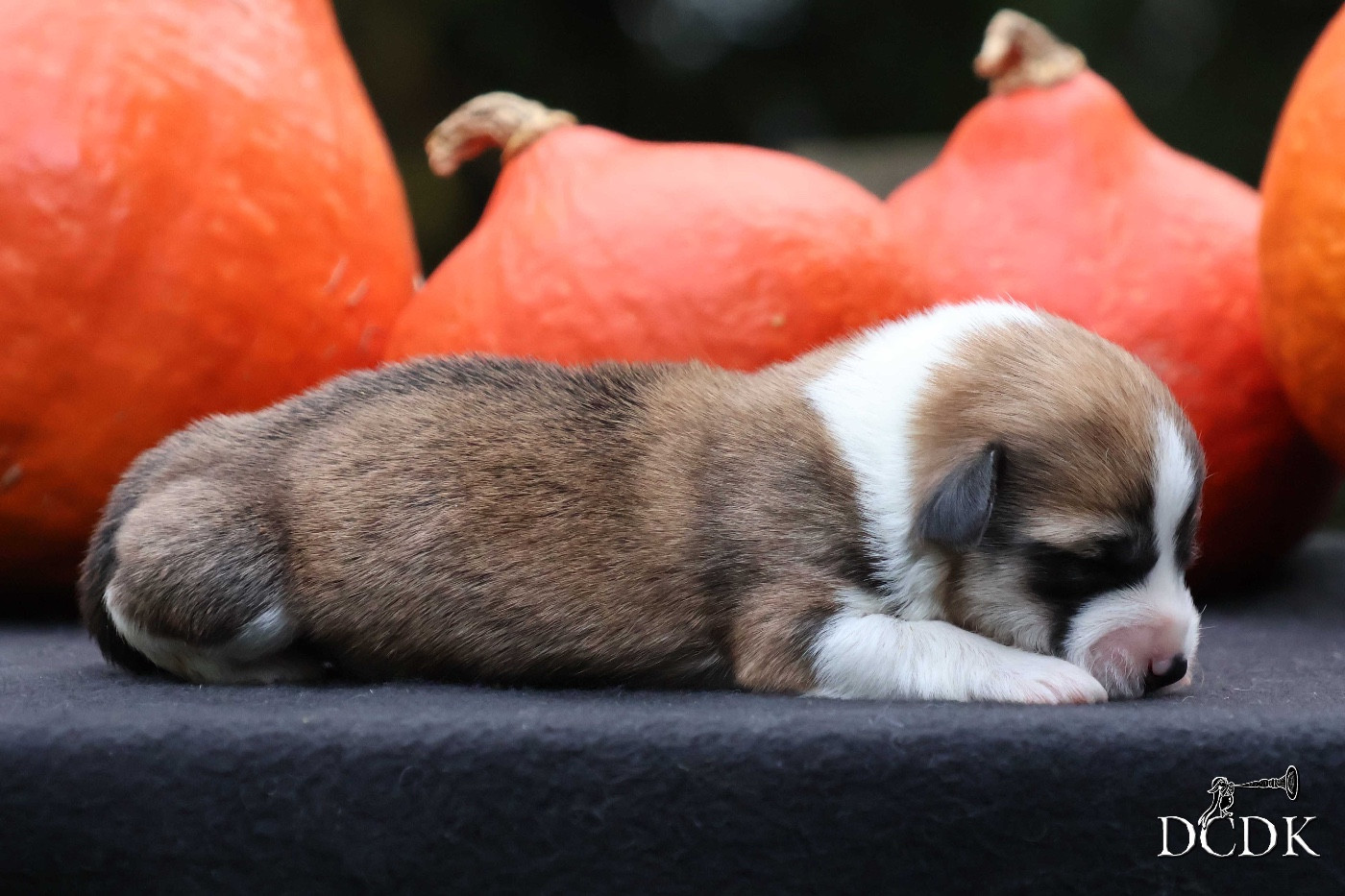 A'Halloween Pumpkin Pie