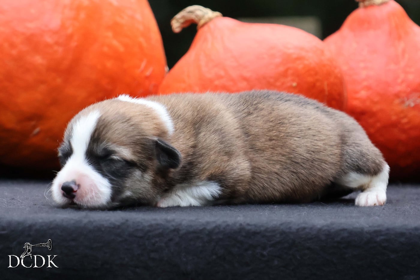 A'Halloween Pumpkin Pie