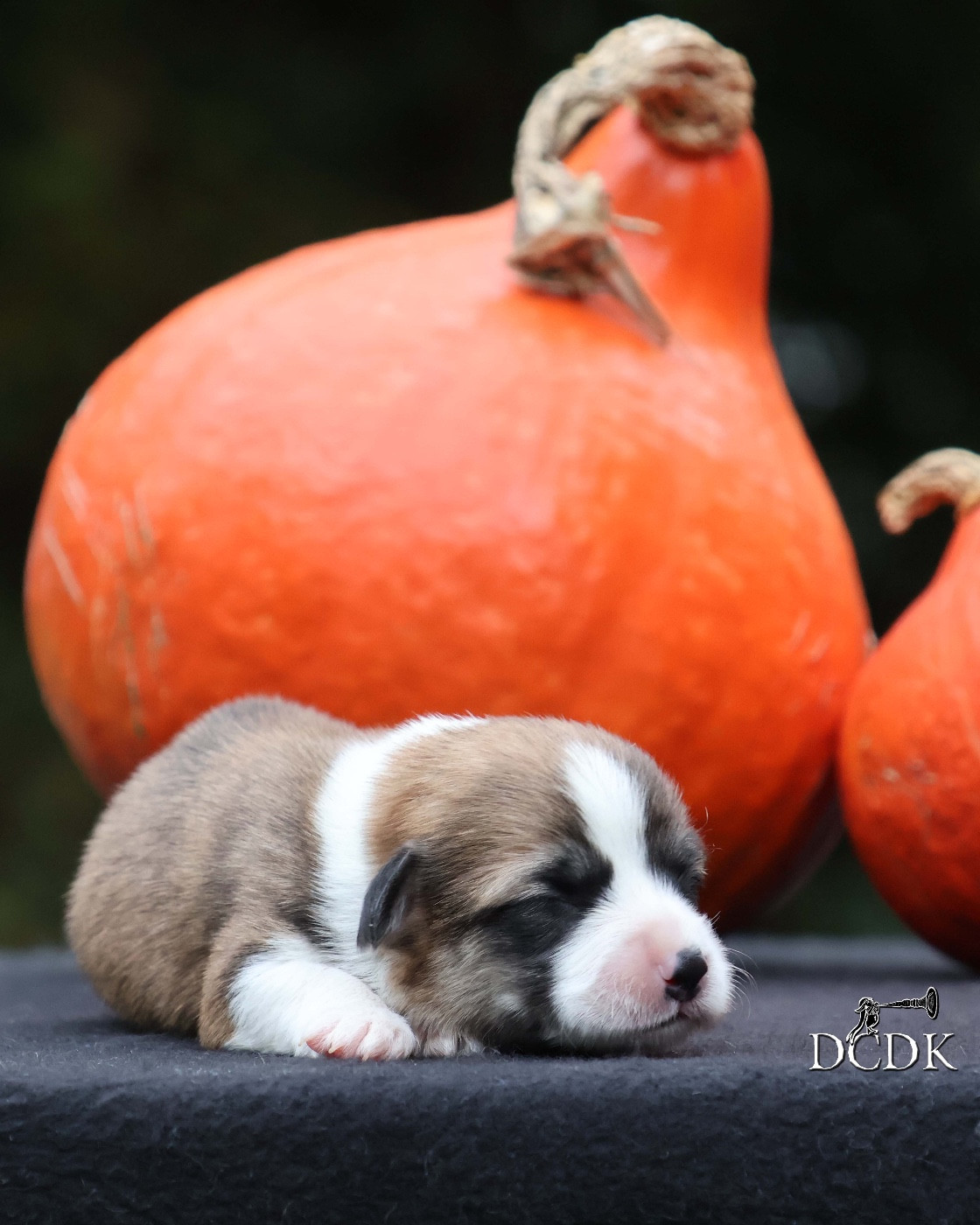 A'Halloween Pumpkin Pie