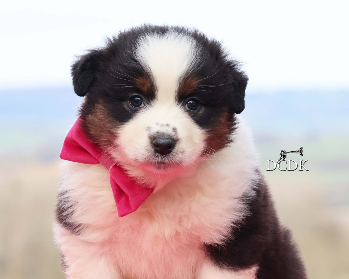 Avalanche - Berger Australien