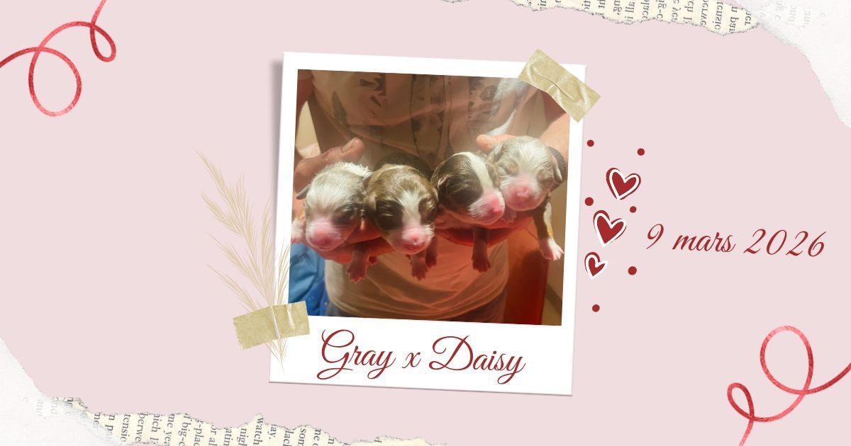 CHIOT 4 - Berger Américain Miniature 