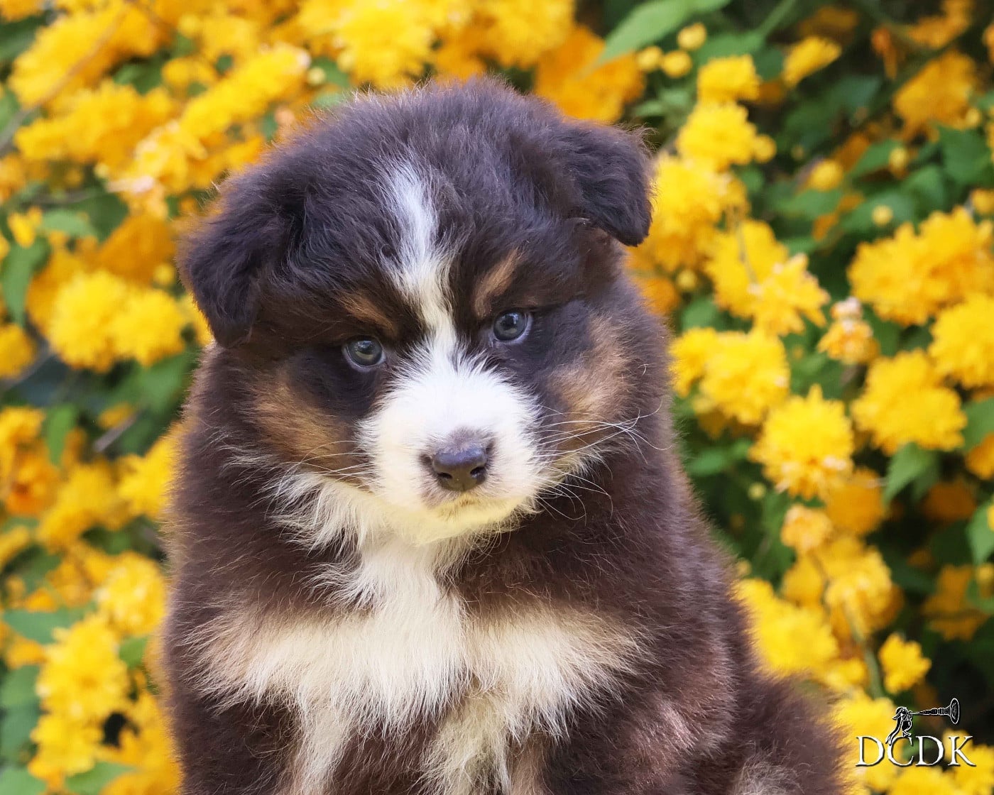 Mâle noir tricolore queue longue 2