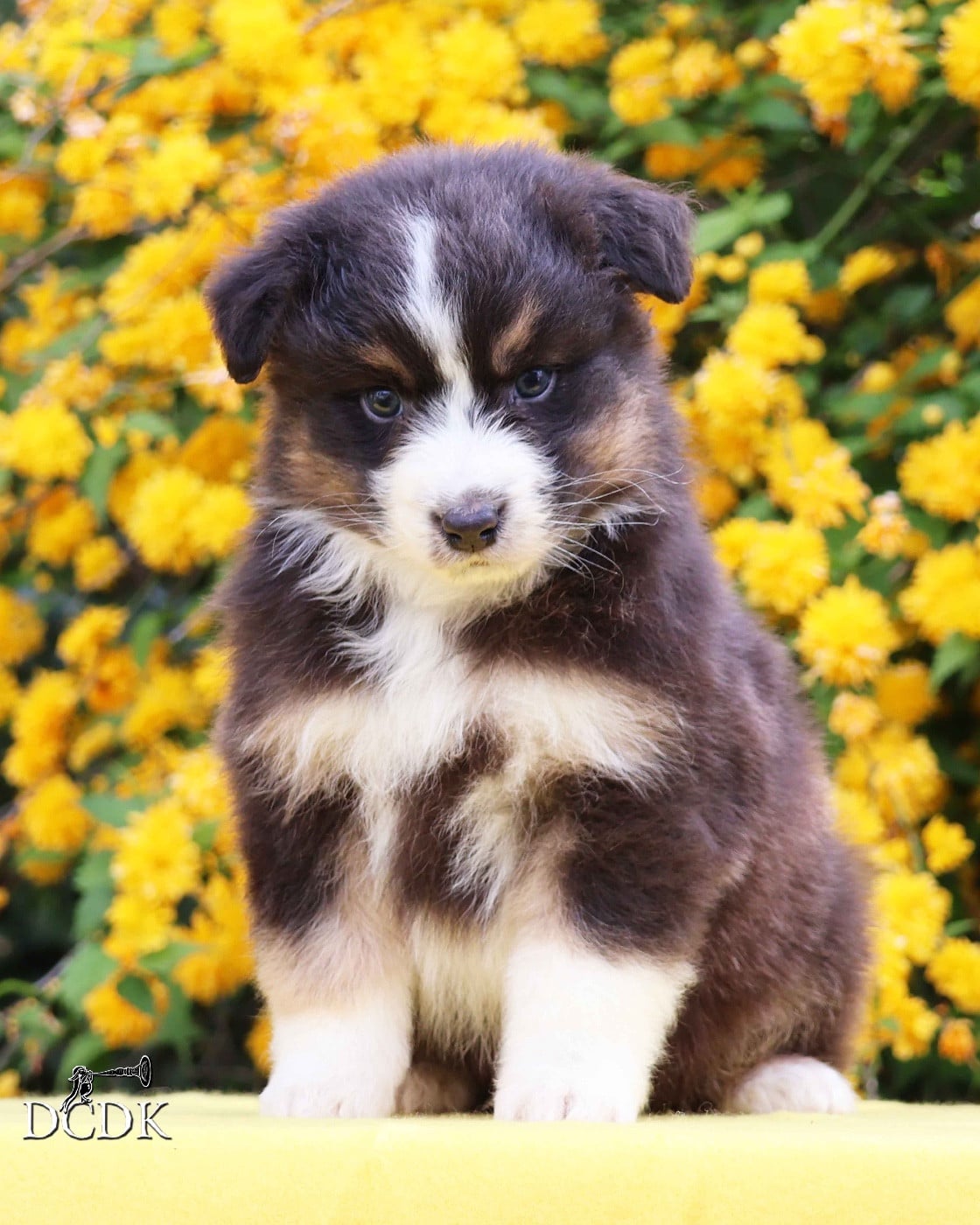 Mâle noir tricolore queue longue 2