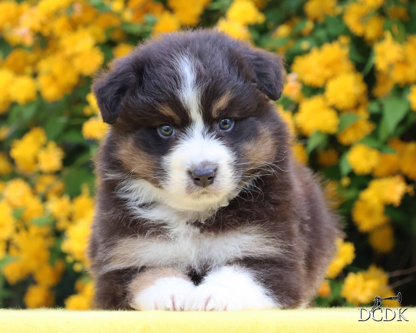Mâle noir tricolore queue longue 2