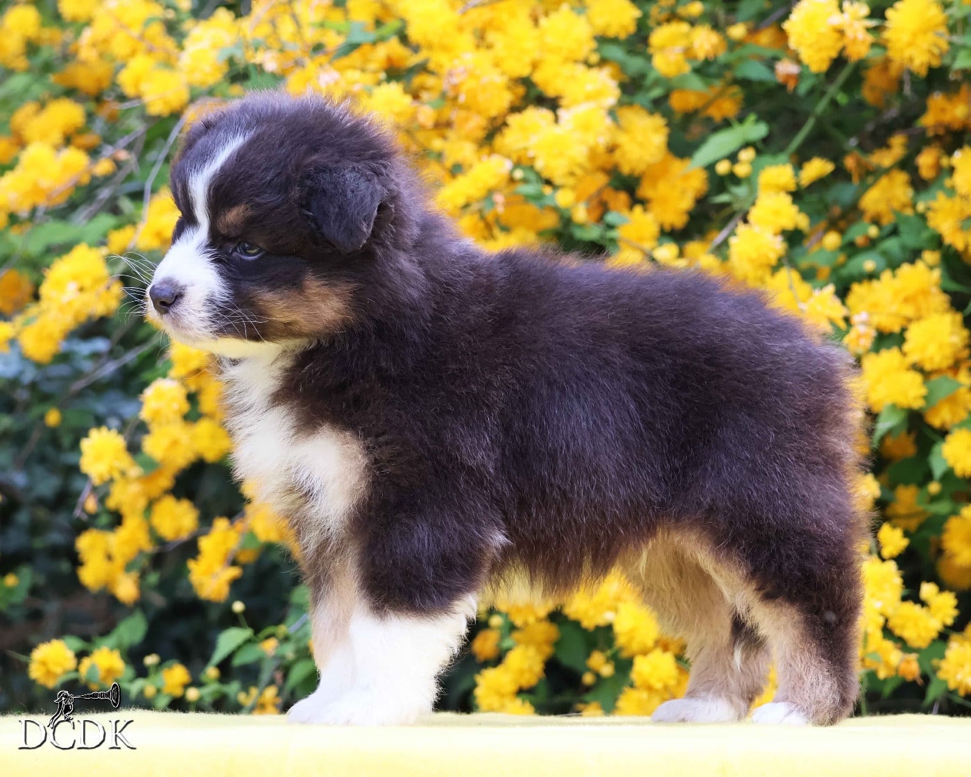 Mâle noir tricolore queue longue 2