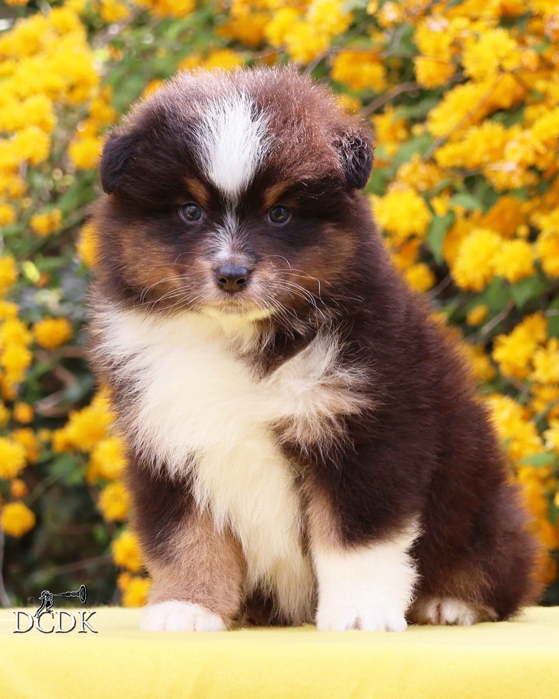 Mâle noir trciolore queue longue 1