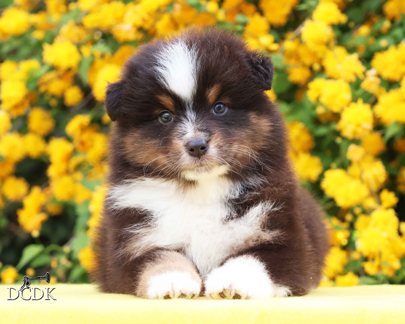 Mâle noir trciolore queue longue 1