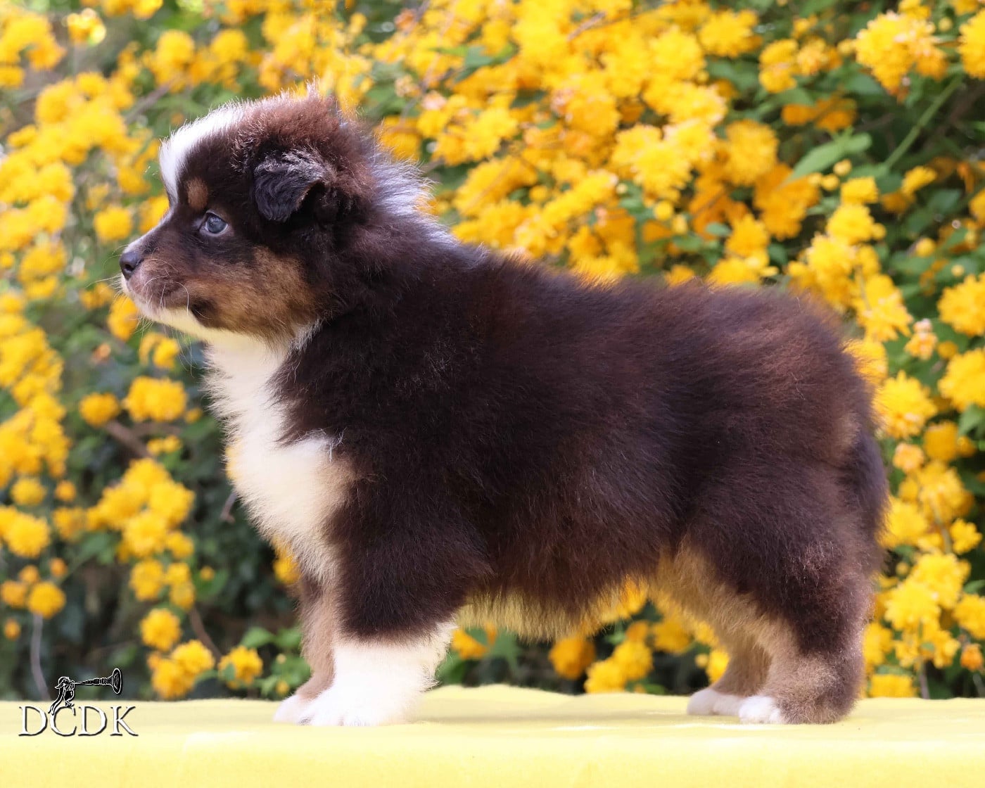 Mâle noir trciolore queue longue 1