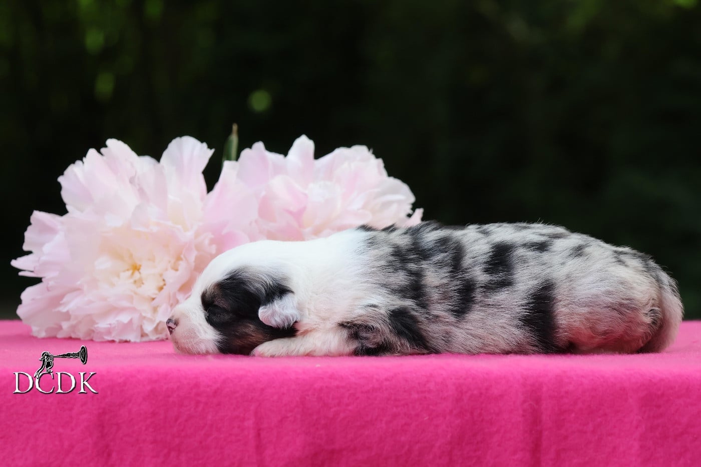 Femelle bleu merle queue longue 1