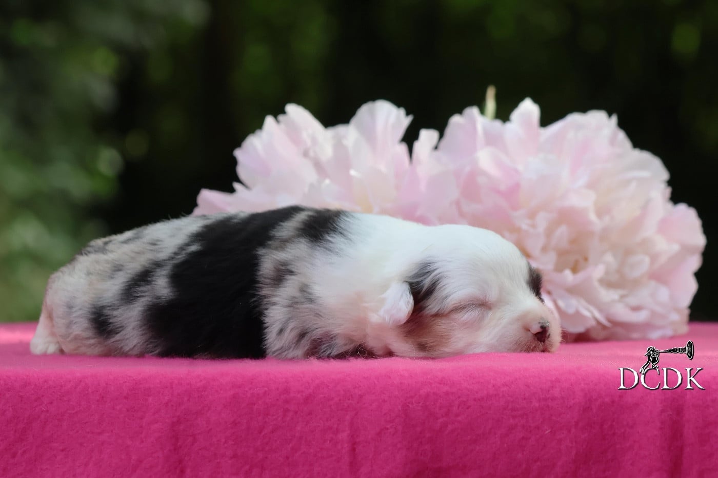Femelle bleu merle queue longue 1