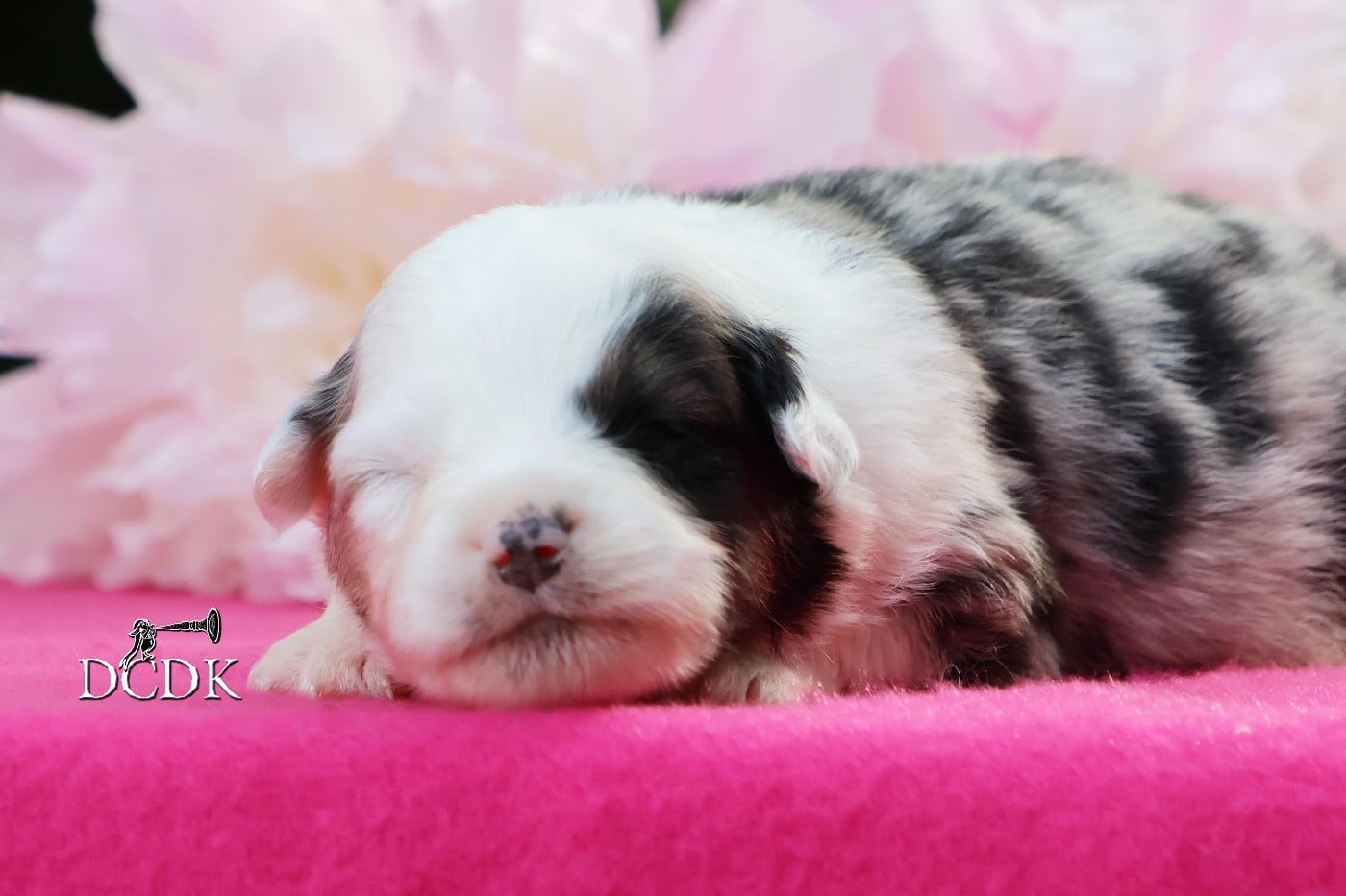 Femelle bleu merle queue longue 1