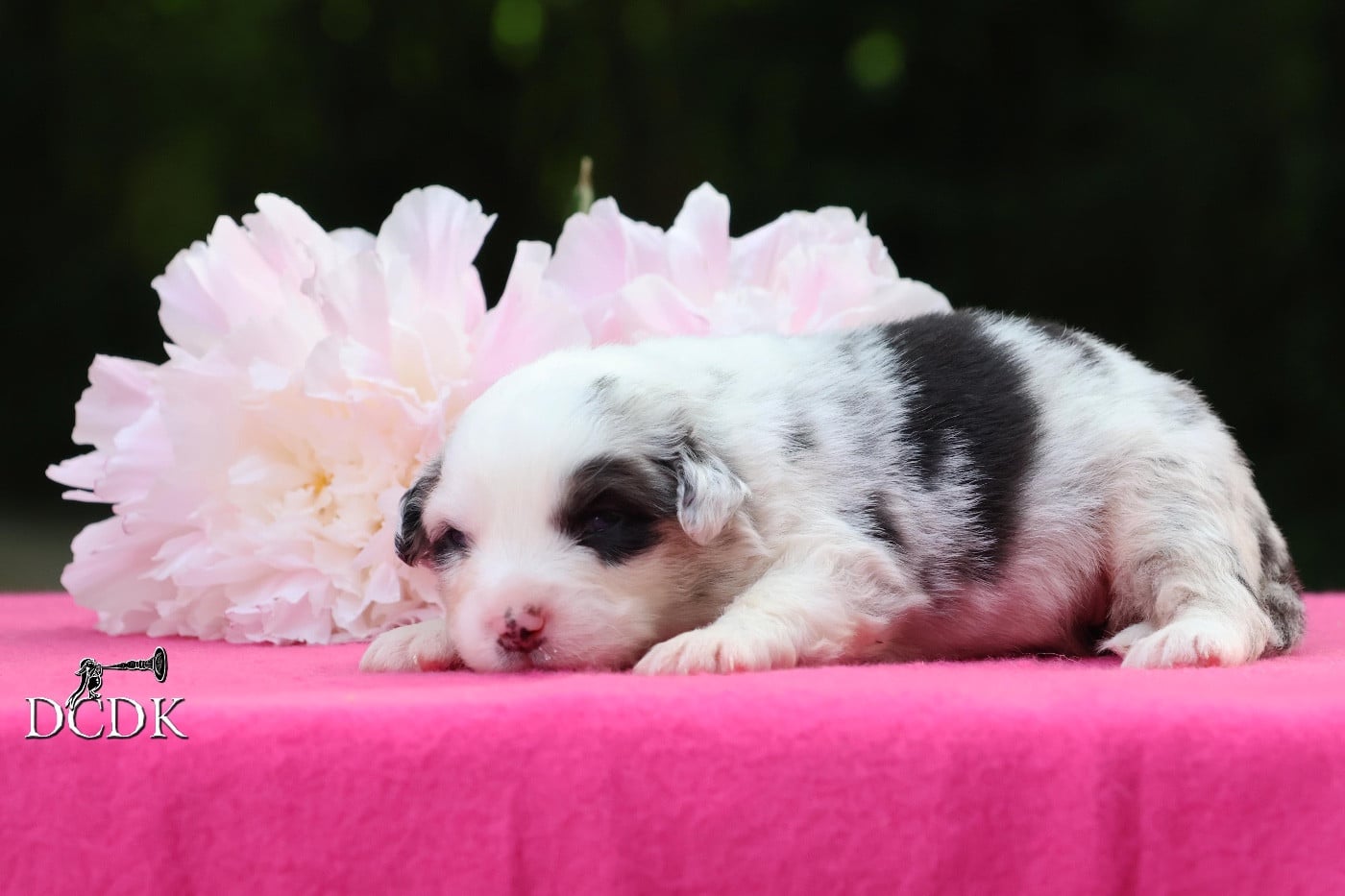 Femelle bleu merle queue longue 2