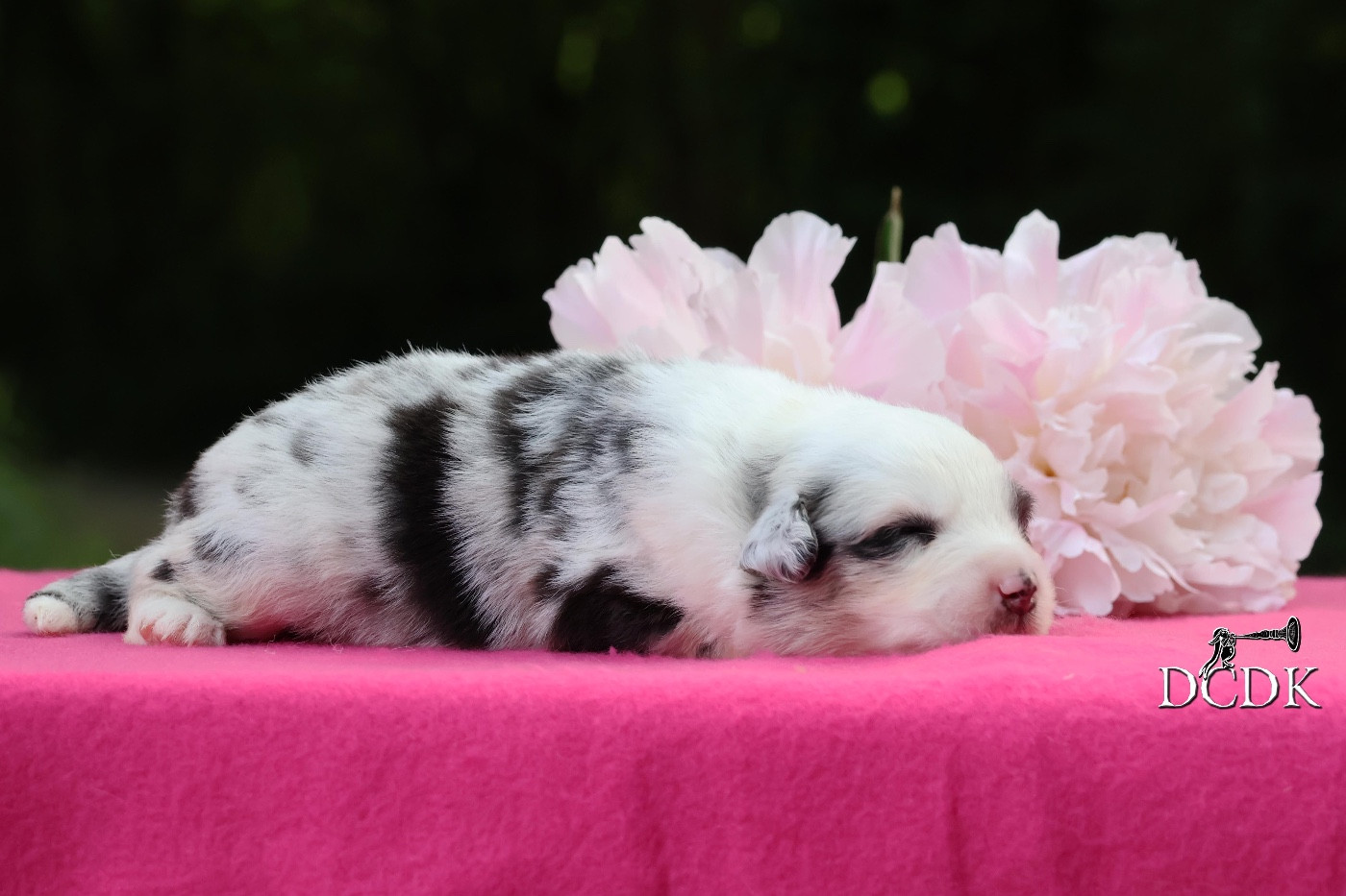 Femelle bleu merle queue longue 2