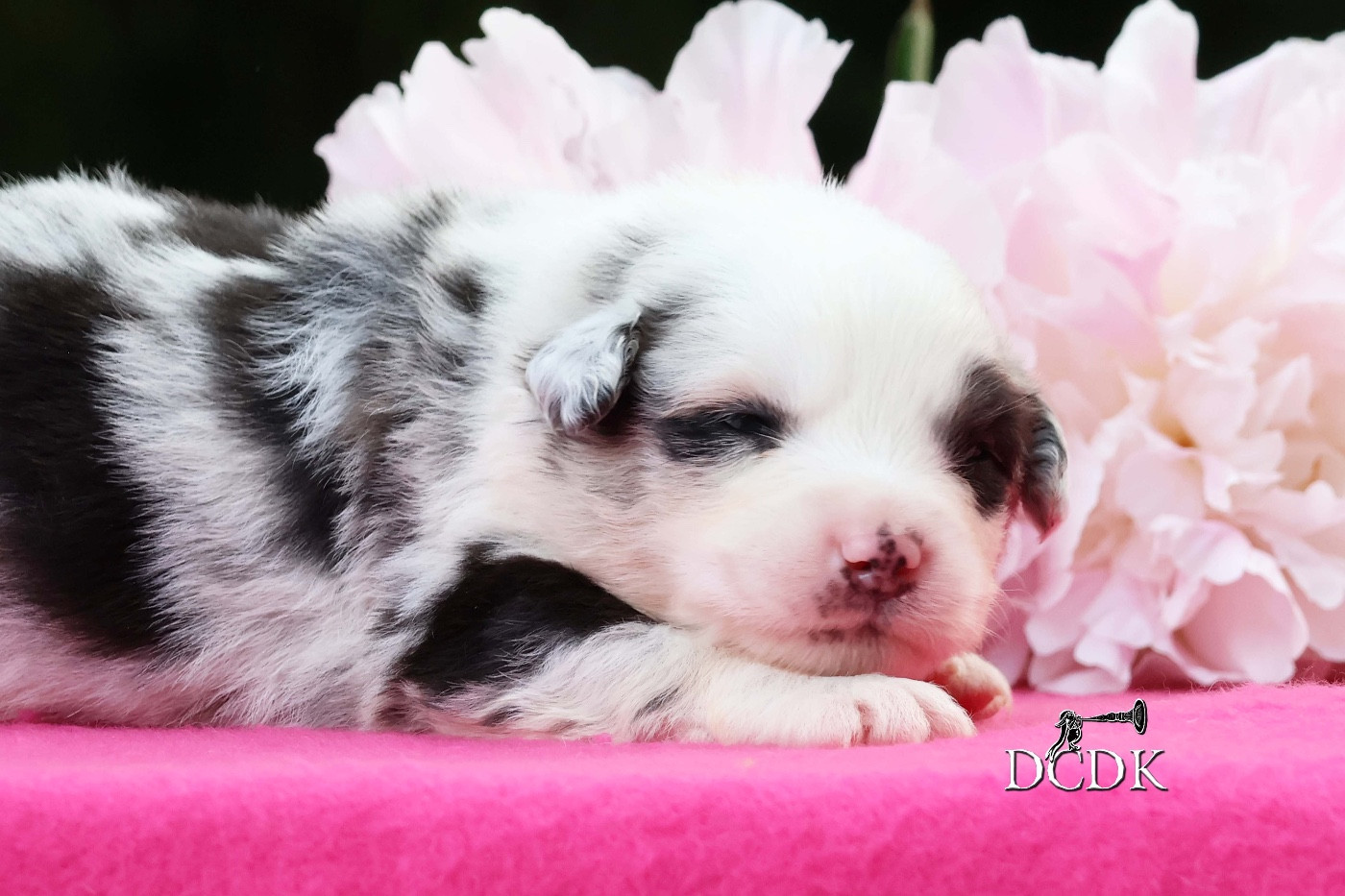 Femelle bleu merle queue longue 2