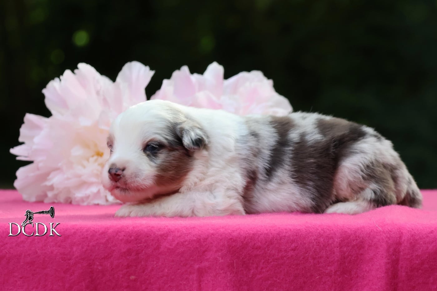 Mâle bleu merle queue longue 1