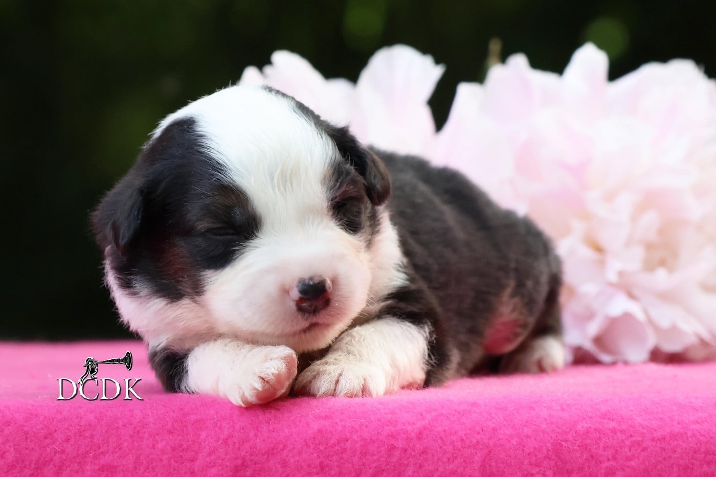 Mâle noir tricolore queue longue 1