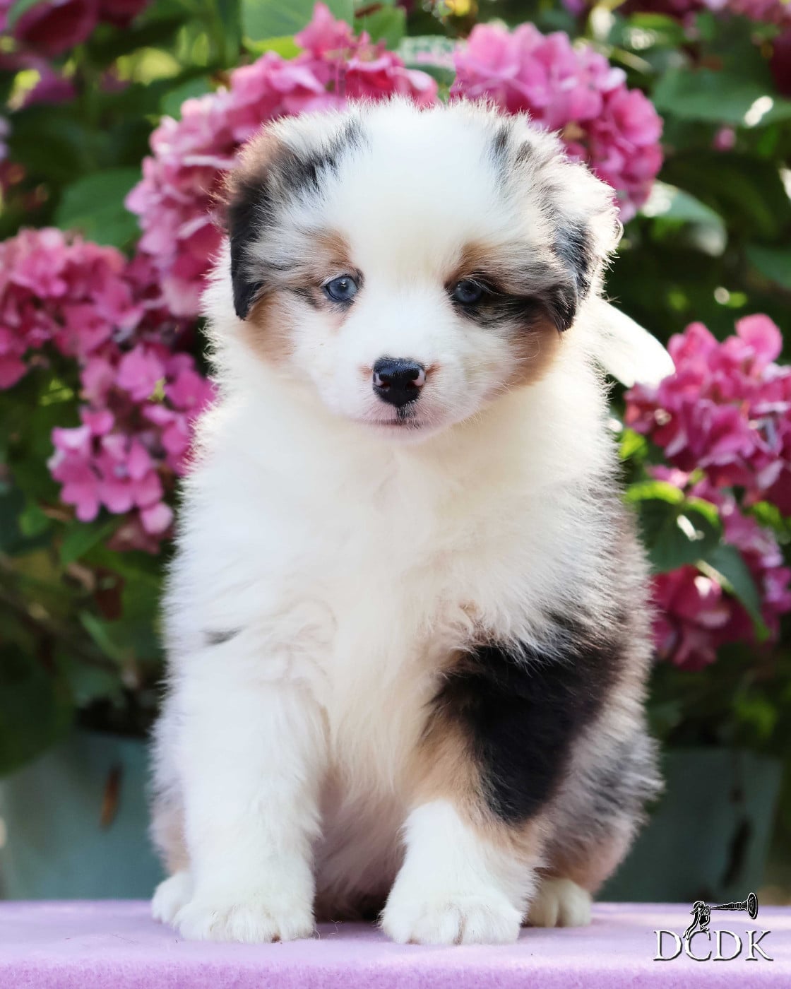 Femelle bleu merle queue longue