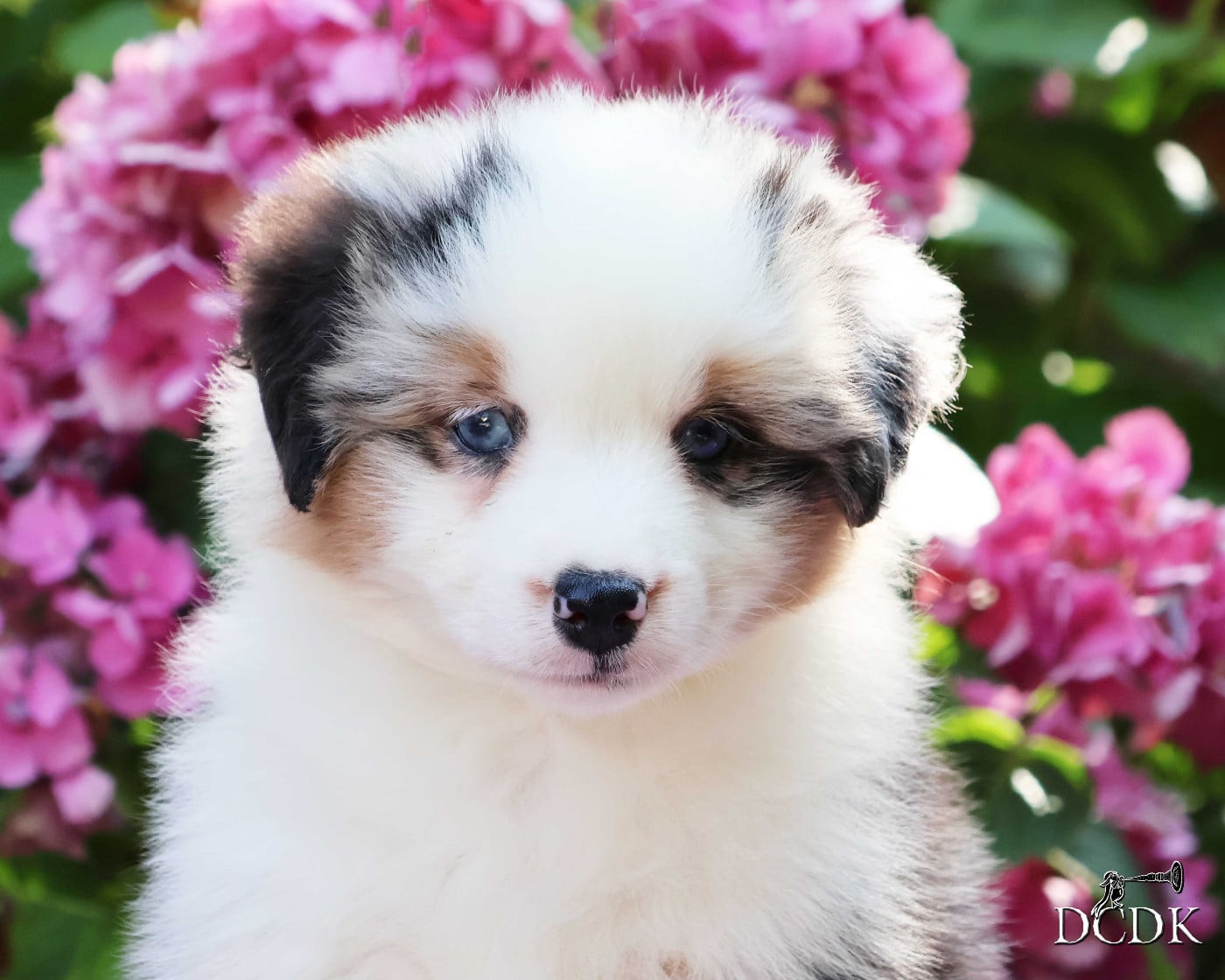 Femelle bleu merle queue longue