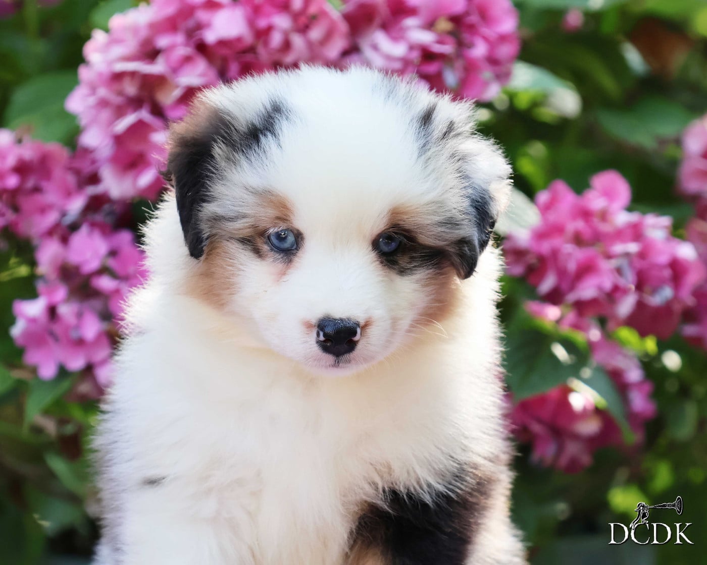 Femelle bleu merle queue longue